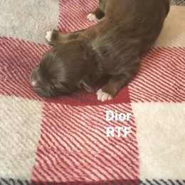Dior - Miniature Australian Shepherd puppy in Roseville, California from Golden State Mini Aussies