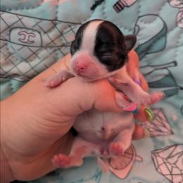 Diamond - Black and white female Chihuahua puppy in Amity, Pennsylvania from Baxters Chihuahuas