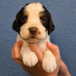 Gus Gus - Tri-Roan male English Springer Spaniel puppy in Fort White, Florida from Thunderbird Springers