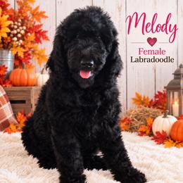 Double Doodle, Goldendoodle, and Labradoodle Puppies from Godley Doodles Of Texas