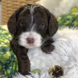 Doc Holiday - Chocolate Australian Labradoodle puppy in Duck River, Tennessee from Sunday Doodles