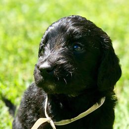 Goldendoodles from DoodleSmith, LLC