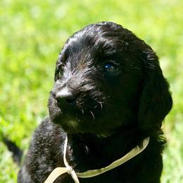 Goldendoodles from DoodleSmith, LLC