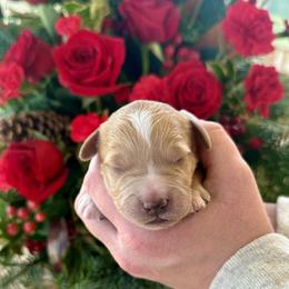 Pine - Apricot male Goldendoodle puppy in Mattawan, Michigan from KaZoo Doodles