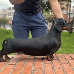 Greta - Dachshund