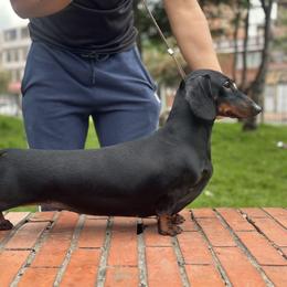 Greta - Dachshund