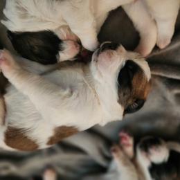 Saint Bernard Puppies from Amber's Saint Bernards