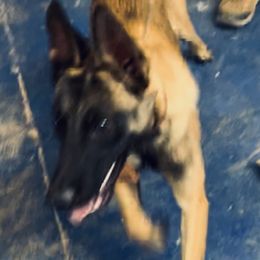 Trigger - Yellow male Dutch Shepherd puppy in Sierra Vista, Arizona from KnightWatch K-9