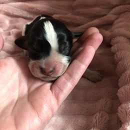 Boy 1 - English Springer Spaniel puppy in Oklahoma from Country Love Springers