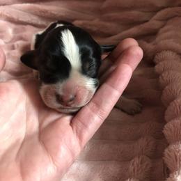 Boy 1 - English Springer Spaniel puppy in Oklahoma from Country Love Springers