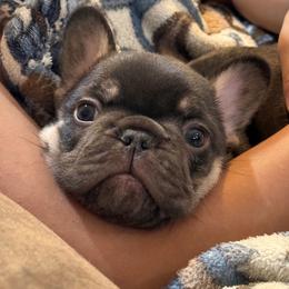 Georgia - Tricolors female French Bulldog puppy in Klamath Falls, Oregon from Brittany's French Bulldogs