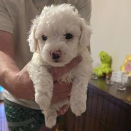 Cirrus - White male Bichon Frise puppy in Slidell, Louisiana from Abbott Animals