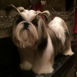 Shih Tzus from NINIZ SHIHTZUS