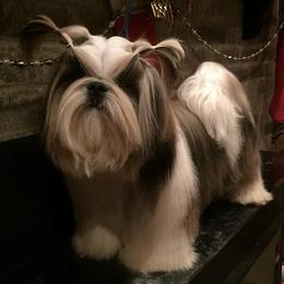 Shih Tzus from NINIZ SHIHTZUS