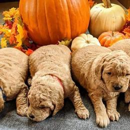 Goldendoodles from Autumn Doodles
