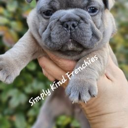Wembly - Blue fawn male French Bulldog puppy in Overland Park, Kansas from Simply Kind Frenchies