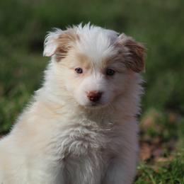 Gold female 3 - Gold female Border Collie puppy in Tylertown, Mississippi from Cool Meadow Farms