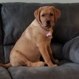 Labrador Retrievers from Marquis Labradors