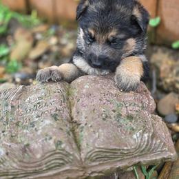 Rollo - Black and tan male German Shepherd puppy in Leon, West Virginia from Heart2Heart Kennels