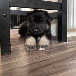 Roulette (Purple collar) - Black and tan female Shiloh Shepherd puppy in Watchung, New Jersey from Blue Moon Shilohs