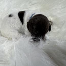 Blue - Liver and white male German Shorthaired Pointer puppy in Highland, Illinois from Big Daves Bird Dogs LLC,  BDBD