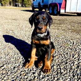 Doberman Pinscher Puppies from European Dobermans by Diana