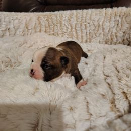 Boy Boston - Brindle and white male Boston Terrier puppy in Salisbury, North Carolina from P3 Boston Terriers in NC
