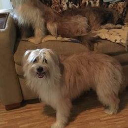 Pyrenean Shepherds from Smooth Sailing Kennels