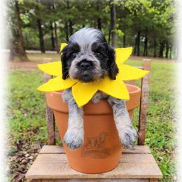 Lavender - Blue roan and tan female Cocker Spaniel puppy in Tecumseh, Oklahoma from Gambill's Cocker Spaniel Cuties