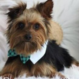 Gabe - Yorkshire Terrier