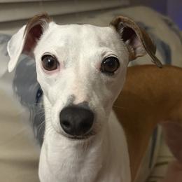 Daisy - Italian Greyhound