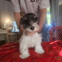 Spot - Parti male Miniature Schnauzer puppy in Panama City, Florida from Emerald Coast Schnauzers