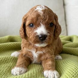 Mini-Lou - Red female Cavapoo puppy in Aiken, South Carolina from Cavapoos of the Carolinas