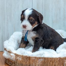 Rolo - Brown and white male Bernedoodle puppy in Fairfield, Illinois from Positively Doodles