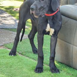 Black female - Black female Great Dane puppy in Gig Harbor, Washington from Lakaya Danes