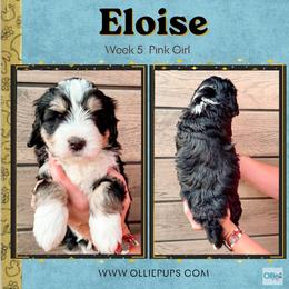 Eloise (Pink girl) - Tri-color female Bernedoodle puppy in Boiling Springs, South Carolina from OlliePups, LLC