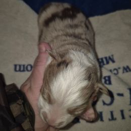 Red Merle girl 2 - Blue merle female Toy Australian Shepherd puppy in Madisonville, Tennessee from LaRose Farm & Kennels