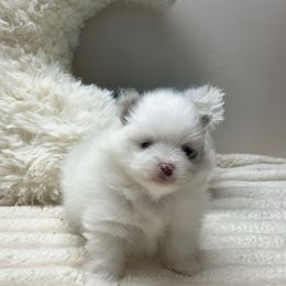 Piebald Blue Merle Parti Boy - Blue parti male Pomeranian puppy in Madison, Ohio from PawSitive Therapy Pomeranians