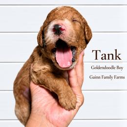 Tank - Red male Bernedoodle puppy in Grove, Oklahoma from Guinn Family Farms