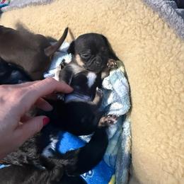 AKC Boy 2 - Black and tan male Chihuahua puppy in Anoka, Minnesota from Anoka County MN AKC Chihuahuas