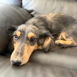 Moonshine - Dachshund