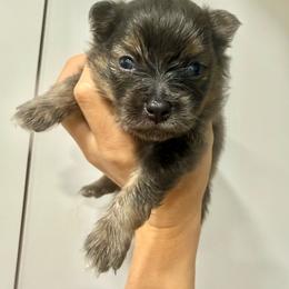 Ziggy - Lavender male Pomeranian puppy in Costa Mesa, California from Wheresmil0