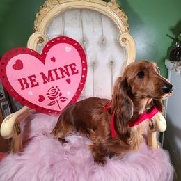 Dachshund All Grown Up from Tip O The Lekes Dachshunds