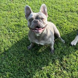 Tali - French Bulldog