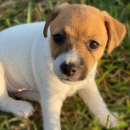 Girl - Seacap - Russell Terrier puppy in Englewood, Florida from Manasota Key Jack Russells