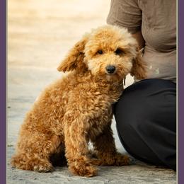 Armani - Red male Cockapoo puppy in Connersville, Indiana from Deaz Doodle Ranch