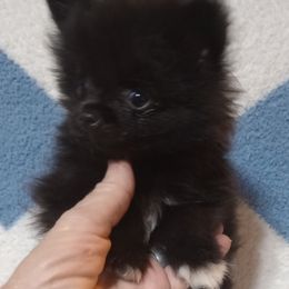 Boy 1 - Black male Pomeranian puppy in Castleberry, Alabama from Renee's Pomeranians