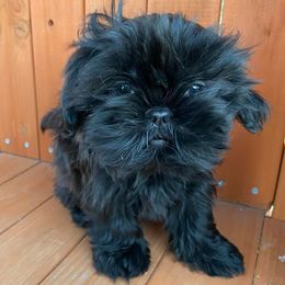 Shih Tzus from Constellation Exotics
