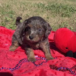 Adonis - Merle male Goldendoodle puppy in Austin, Texas from Doodles of Central Texas