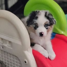 CeeDee - Blue merle male Miniature Australian Shepherd puppy in Garland, Texas from Dollie Farms